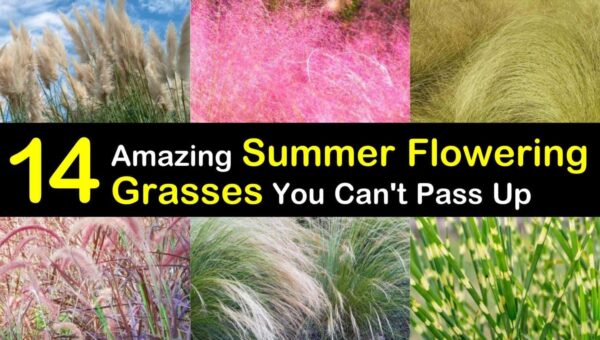 14 Summer Grasses That Outshine Any Flower Bed