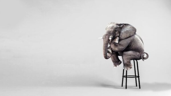 Elephants Laugh at Mice but Flee From This Tiny Bug