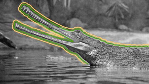 Five Endangered Animals the World Is About to Lose Forever