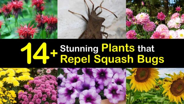 How Companion Planting Actually Defeats Squash Bugs