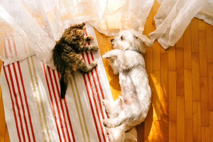 A tabby cat and white fluffy dog lie side by side on a striped rug in warm sunlight.