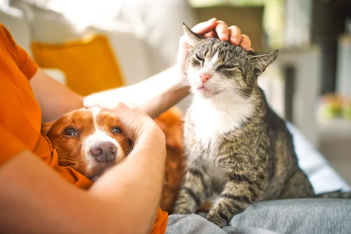 A person pets both a tabby cat and a brown-and-white puppy simultaneously on a couch.