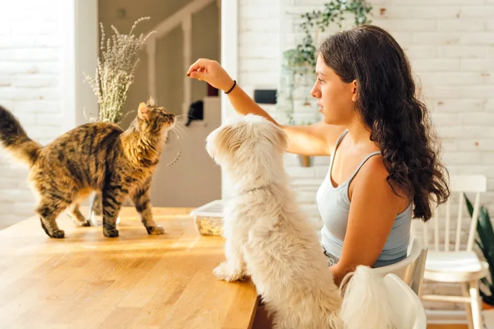 A young woman sits at a wooden table with a white dog and a tabby cat, offering a treat.