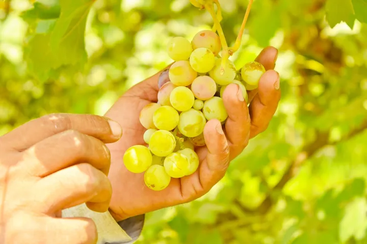 Hands holding a bunch of ripe green grapes on the vine outdoors in soft sunlight.