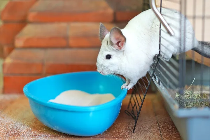 A white chinchilla leaning over a blue dust bath bowl next to a wire cage.
