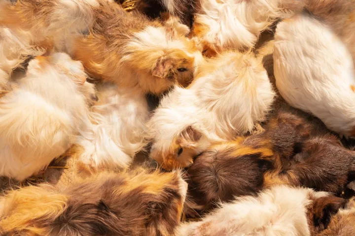 A large group of fluffy, multi-colored guinea pigs packed closely together in warm sunlight.