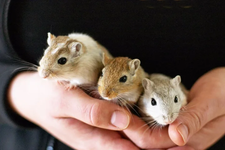 Three small gerbils with different colorings cupped in a person's hands.
