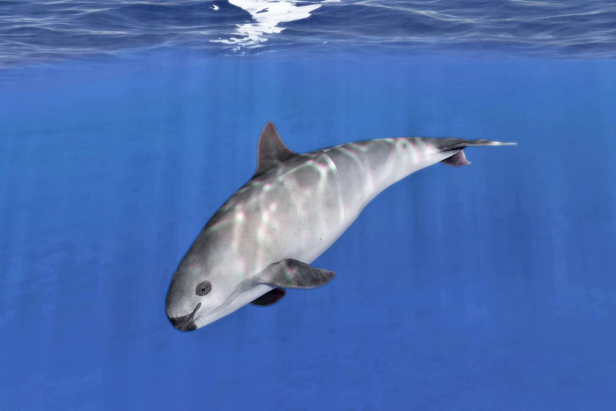 A small grey porpoise-like cetacean swimming underwater in deep blue ocean.