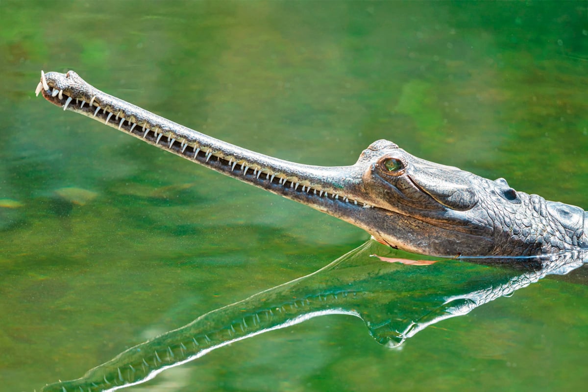 Close-up of a gharial crocodilian with a long narrow snout skimming the surface of green water.