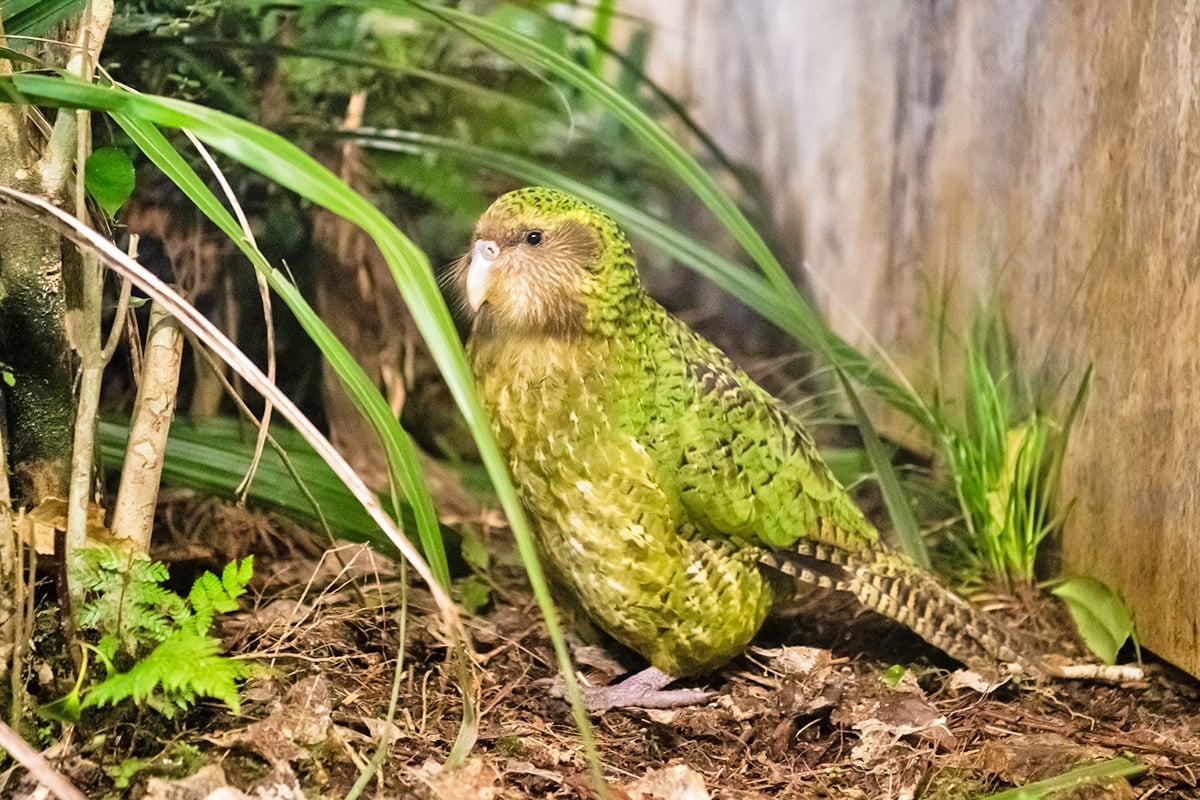 A green kakapo parrot standing on a forest floor amid ferns and foliage at night.