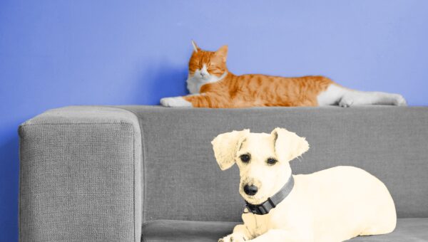 Scientists Settled the Debate Over Which Pet Is Actually Smarter