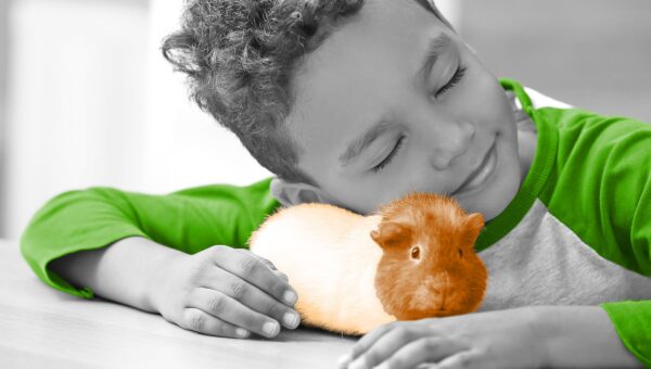 The Surprisingly Bizarre Facts About Rodent Pets Most Owners Never Learn